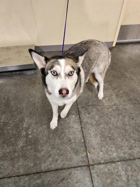 Chula - Siberian Husky
