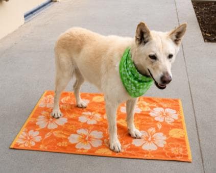 Willard - German Shepherd Dog