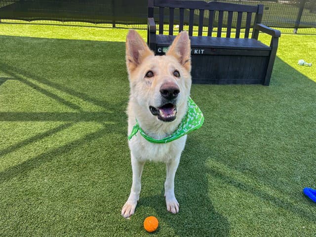 Willard - German Shepherd Dog