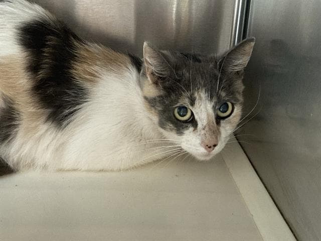 Figgy - Domestic Short Hair