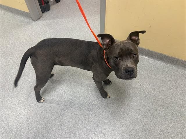 Gargoyle - Pit Bull Terrier