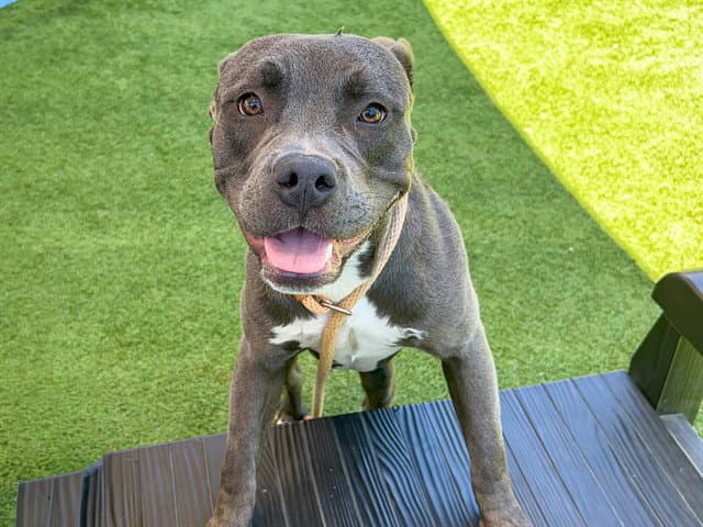 Gargoyle - Pit Bull Terrier