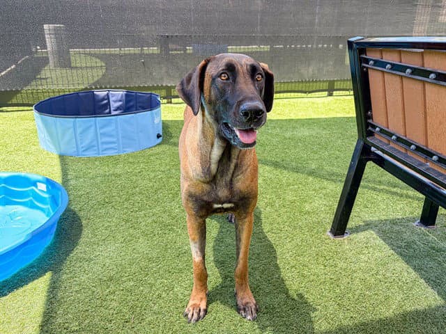 Tullamore - Great Dane