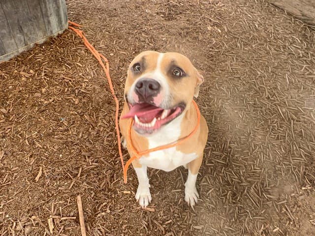 Empanada - Pit Bull Terrier