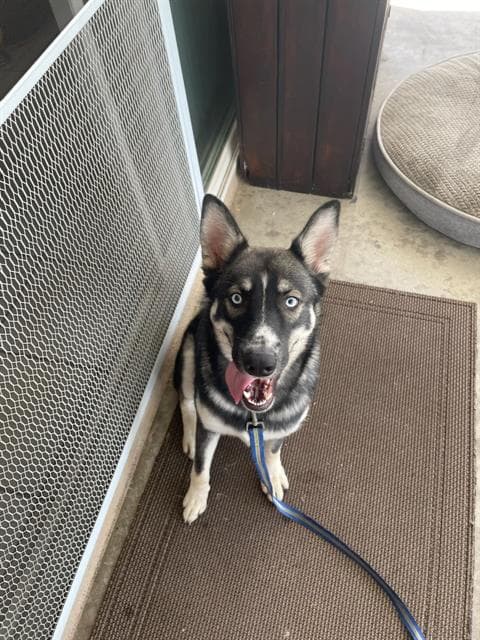 Mightyena - German Shepherd Dog