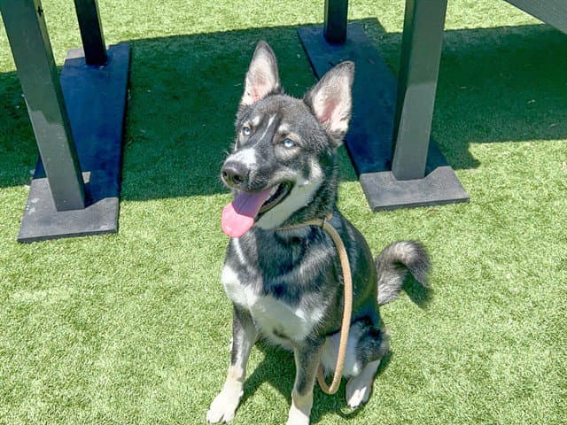 Mightyena - German Shepherd Dog