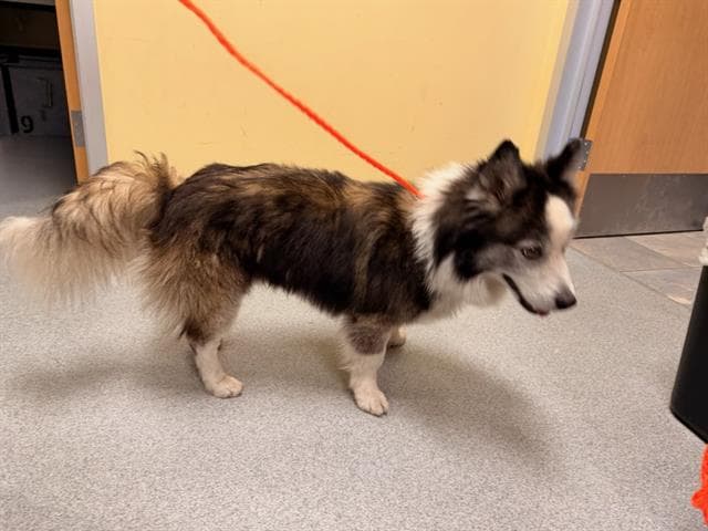 Rockruff - Pembroke Welsh Corgi