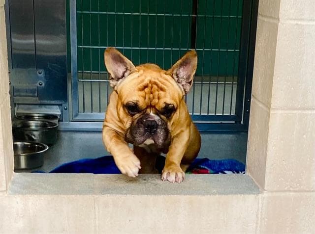 Bourbon - French Bulldog