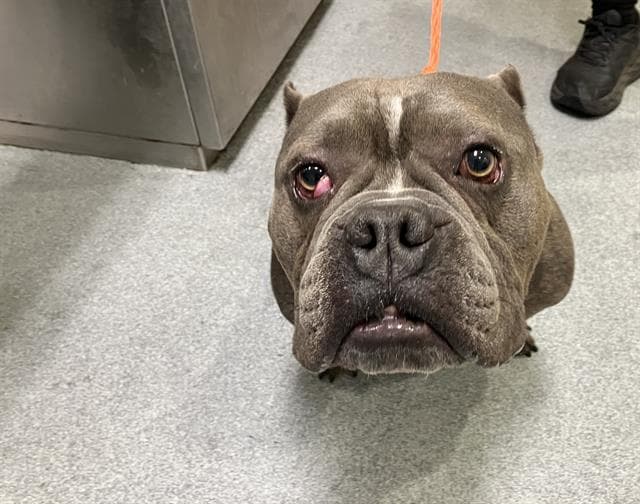 Pilsner - Pit Bull Terrier
