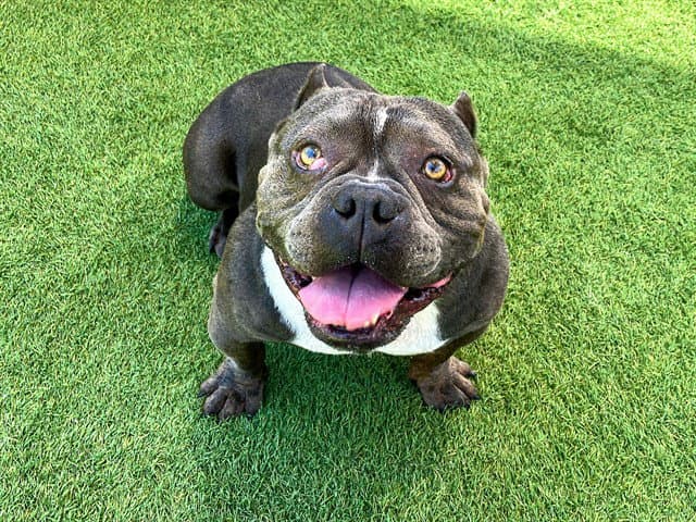 Pilsner - Pit Bull Terrier