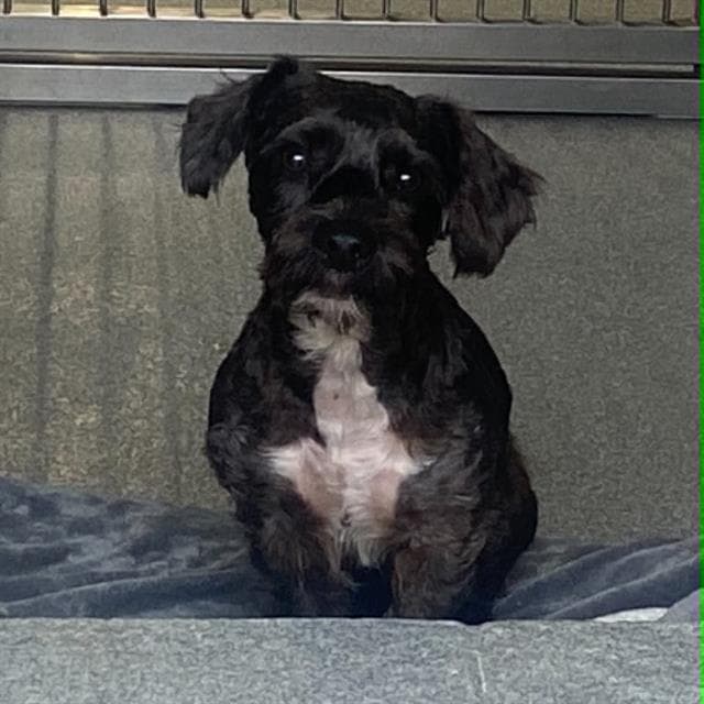 Cookie - Poodle (Miniature)