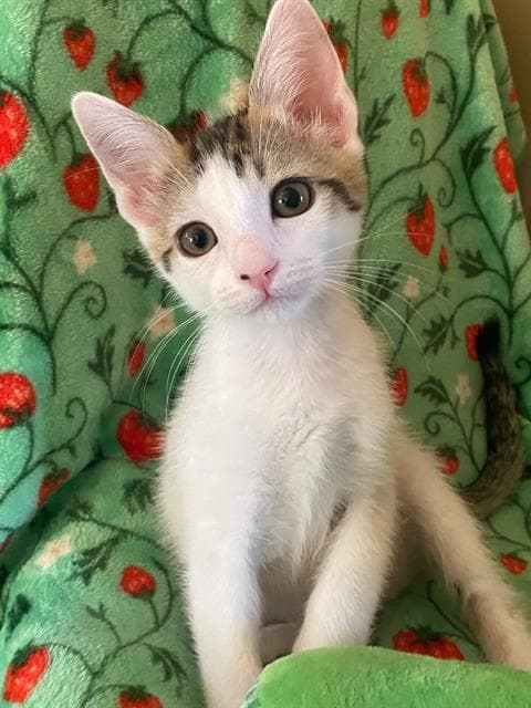 Leilani - Domestic Short Hair