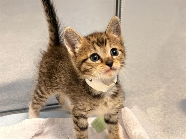 Mocha - Domestic Short Hair