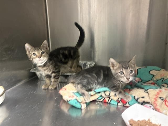 Unknown - Domestic Short Hair