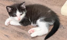 Sonny image 1