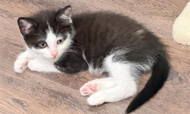Sonny - Domestic Short Hair