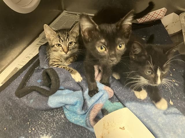 Unknown - Domestic Short Hair