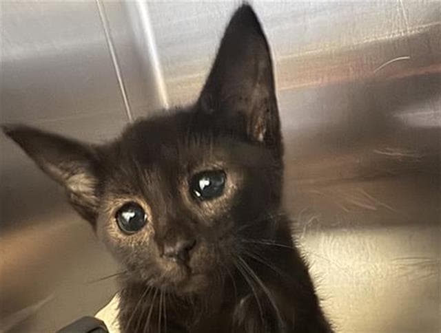 Tam Tam - Domestic Short Hair