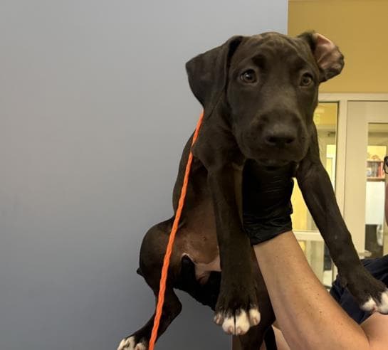 Bret - Labrador Retriever