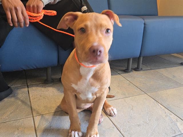 Lois - Pit Bull Terrier