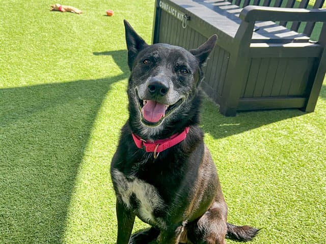 Tux - German Shepherd Dog