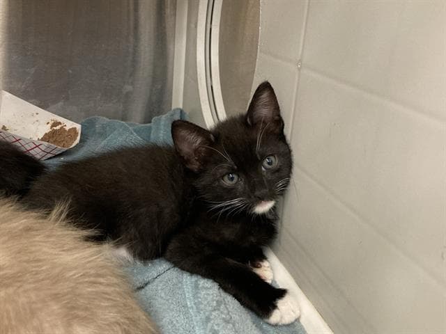 Midnight - Domestic Short Hair