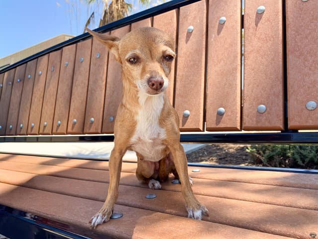 Tango - Chihuahua
