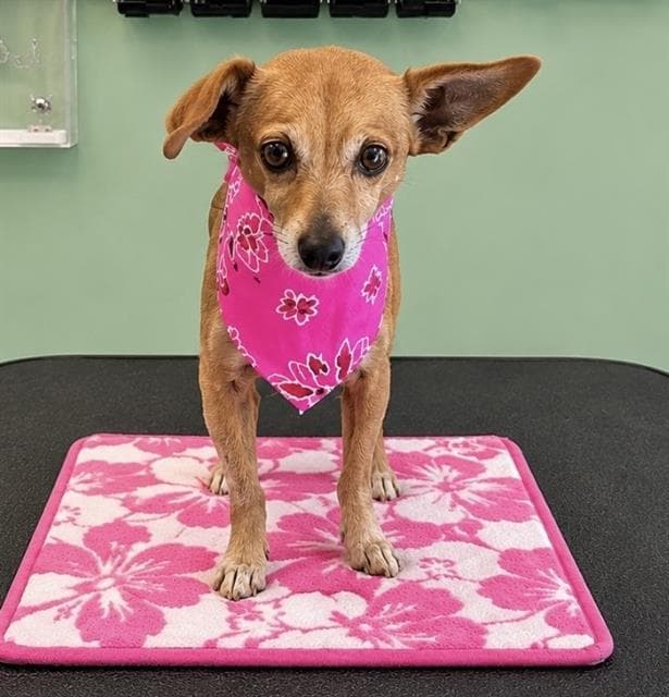 Tango - Chihuahua