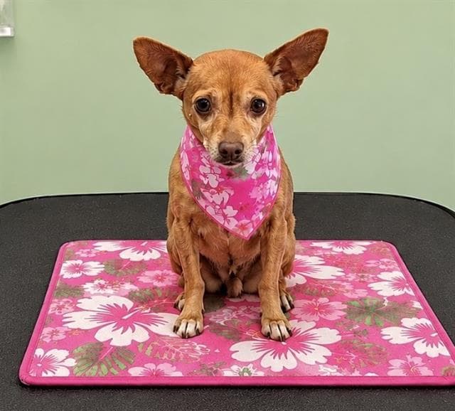 Salsa - Chihuahua