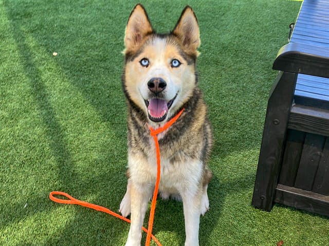 Poseidon - Siberian Husky