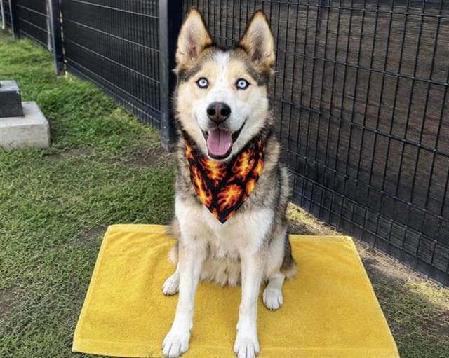 Poseidon - Siberian Husky