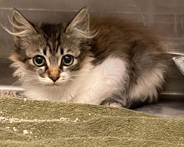 Marie - Domestic Short Hair