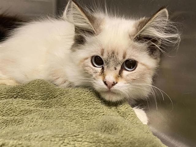 Aslan - Himalayan