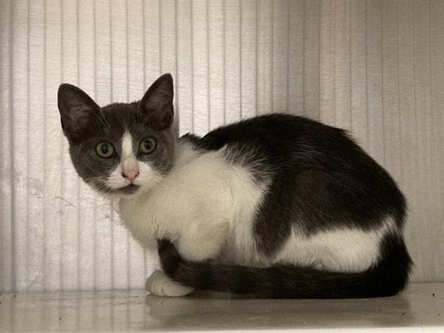 Flora - Domestic Short Hair