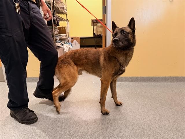 Mimikyu - Belgian Shepherd Malinois