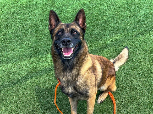 Mimikyu - Belgian Shepherd Malinois
