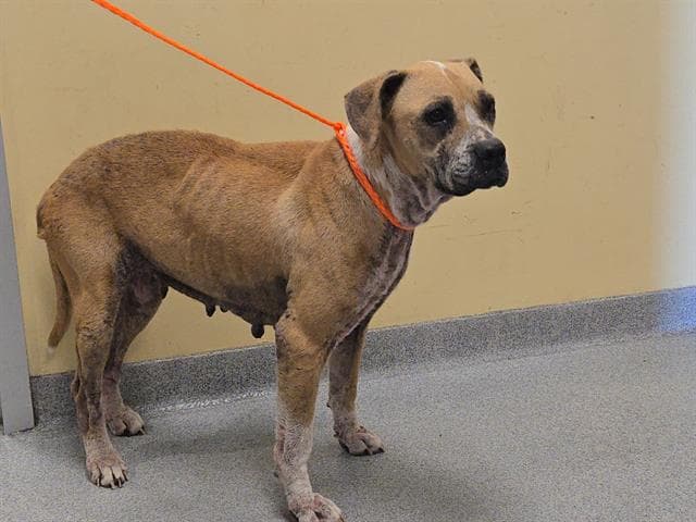 Chestnut - Boxer