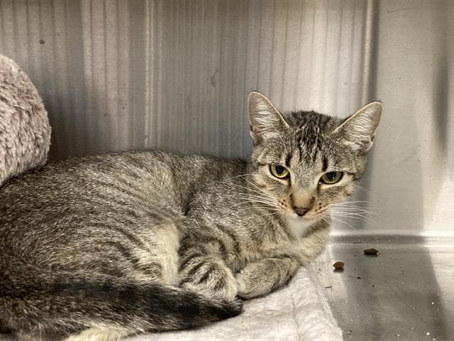 Ms Patricia - Domestic Short Hair