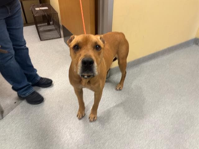 Bastion - Pit Bull Terrier