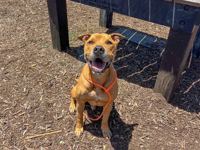Bastion - Pit Bull Terrier