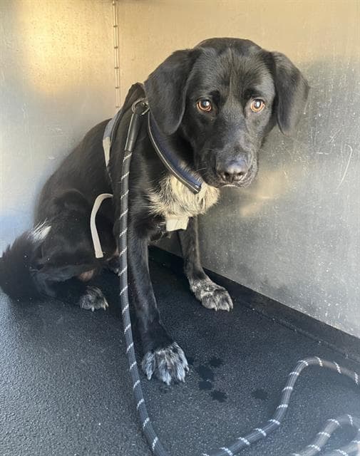 Quirk - Labrador Retriever