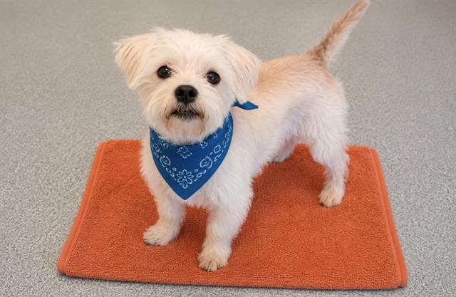 Kirby - Cairn Terrier