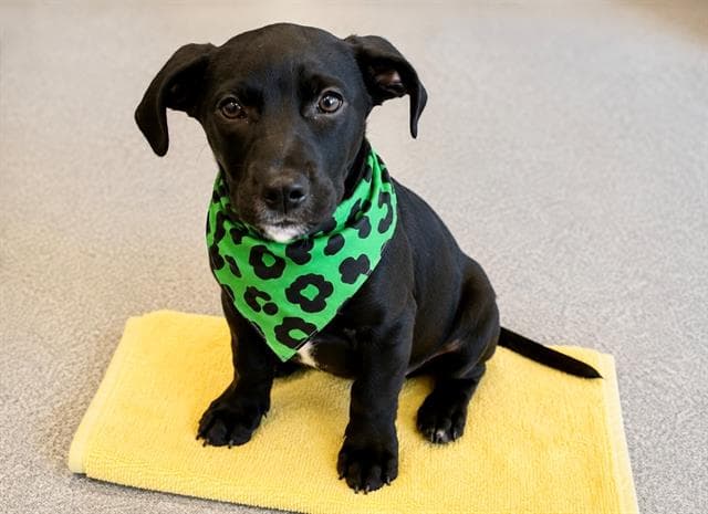 Joey - Labrador Retriever