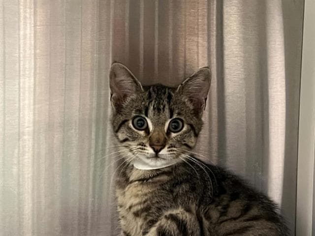 Shelby - Domestic Short Hair