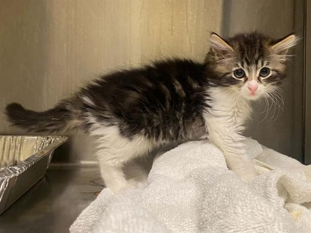 Orca - Domestic Medium Hair