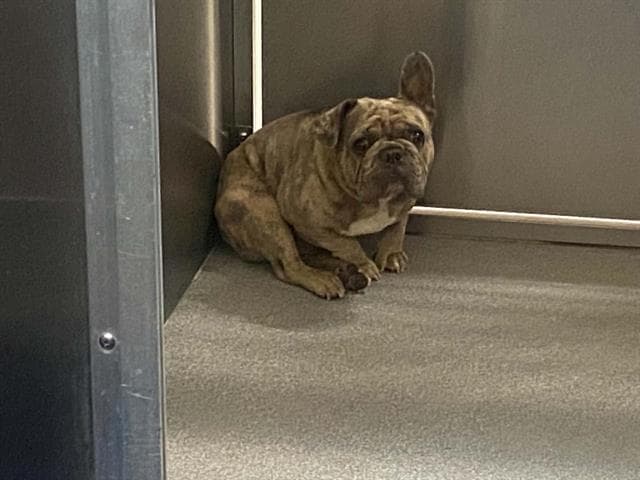 Cash - French Bulldog