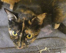 Gretchen image 1