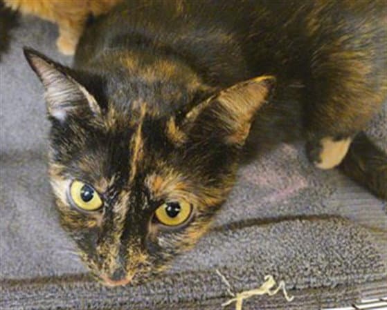 Gretchen - Domestic Short Hair