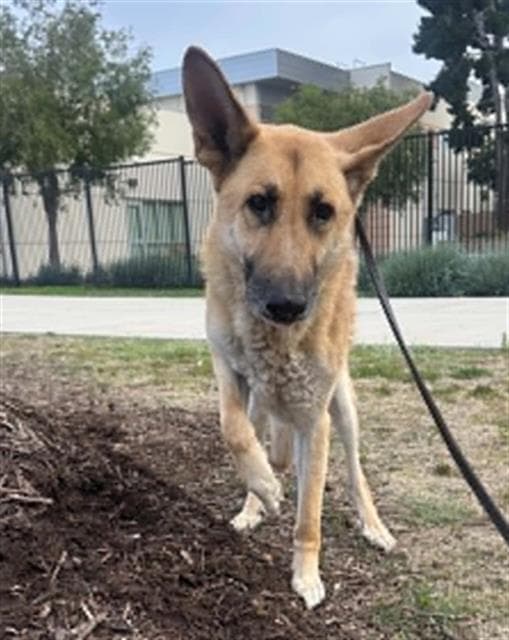 Hitmonlee - German Shepherd Dog