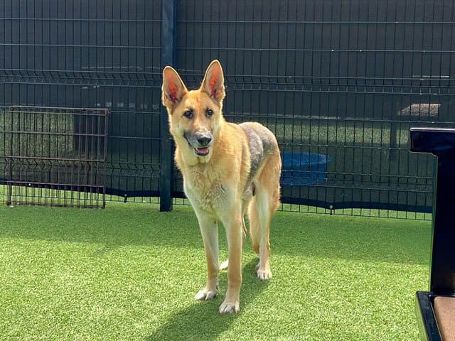 Hitmonlee - German Shepherd Dog